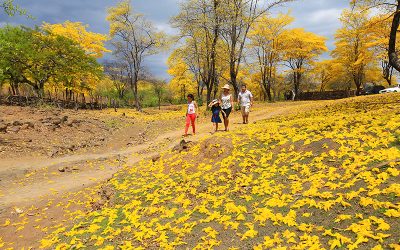 Sequía podría retrasar el florecimiento de los guayacanes