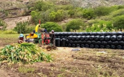 Propician el Loja reservas alimenticias para el ganado