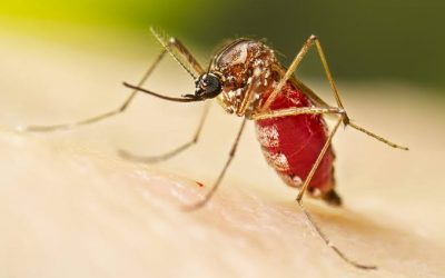 En Zamora Chinchipe impulsan campaña preventiva contra el dengue