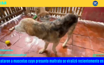 Rescataron a mascotas cuyo presunto maltrato se viralizó recientemente en Loja