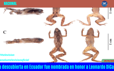 RANA DESCUBIERTA EN ECUADOR FUE NOMBRADA EN HONOR A LEONARDO DICAPRIO