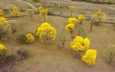 Zapotillo recibió el nuevo año con un colorido esplendor en el follaje de sus guayacanes