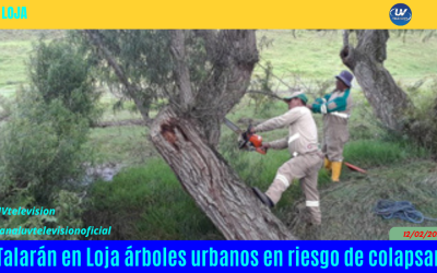 TALARÁN EN LOJA ÁRBOLES URBANOS QUE ESTÉN EN RIESGO DE CAER Y CAUSAR DAÑOS