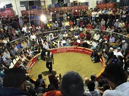 Lojanos defienden cultura gallística de nuestro país